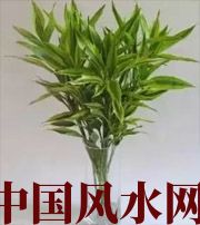 南充十二生肖养什么植物最旺财运？你知道吗！