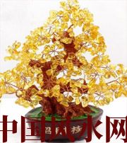 南充买了招财植物却不能发财，是方位摆错了！